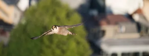 Het vooraanzicht van een slechtvalk.